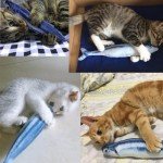 Mumoo Bear 3-Pack Interactive Catnip Fish Toys