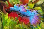 Sera Bettagran Fish Food for Betta Fish