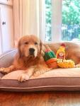 Zippy Paws Soft Squeaky Dog Toy