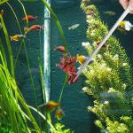 Long Stainless Steel Aquarium Tweezers - 2 Pack