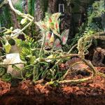 HERCOCCI Flexible Reptile Vines for Terrariums