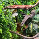 HERCOCCI Flexible Reptile Vines for Terrariums