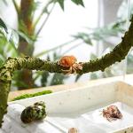 Bendable Climbing Vine for Hermit Crab Habitat