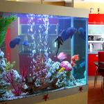 Natural Driftwood for Aquarium and Reptile Decor