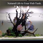 Natural Driftwood for Aquarium and Reptile Decor