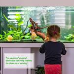 Natural Driftwood for Aquarium and Reptile Decor