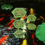 5pcs Foam Fish Feeding Rings for Aquariums