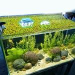 5pcs Foam Fish Feeding Rings for Aquariums