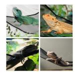 Bearded Dragon Hammock Pack - 2 Breathable Mesh Hammocks