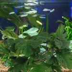Fake Terrarium Plants for Reptiles and Aquariums