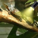 Reptile Heat Lamp with Clamp and Timed Settings