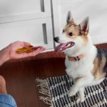 Rachael Ray Nutrish Turkey Bacon Flavor Dog Treats