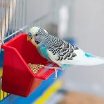 Bird Seed Mix for Parakeets, Canaries, Finches