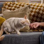 Meow Mix Soft Cat Treats with Chicken, 3 oz