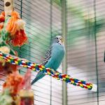Bird Bungee Climbing Swing - Colorful Parakeet Rope Perch (23.6 Inches)