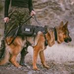 Heavy Duty Bungee Dog Leash with Padded Handles