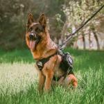 Heavy Duty Bungee Dog Leash with Padded Handles