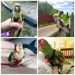 Adjustable Bird Harness and Leash for Parrots