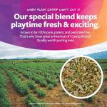 SmartyKat Catnip Bubbles for Playful Cats