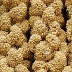 Jmxu's Natural Spray Millet Treat for Birds