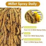 Jmxu's Natural Spray Millet Treat for Birds