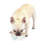 Flavorless Dental Water Additive for Dogs, 16 Oz