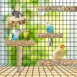 Natural Wood Bird Perches – 4 Pack Set