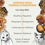 MycoCat Breathe - Cat Respiratory Support Drops