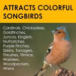 Suet Cakes for Wild Birds - 10 Unflavored Pack