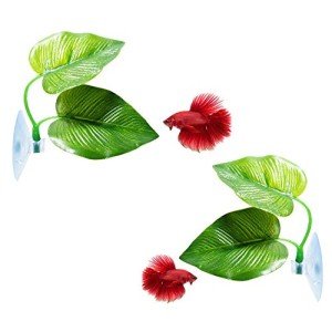 2 Pack Betta Fish Leaf Pads for Healthy Habitat