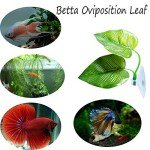 2 Pack Betta Fish Leaf Pads for Healthy Habitat