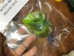 2 Pack Betta Fish Leaf Pads for Healthy Habitat
