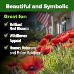 HOME GROWN American Legion Red Poppy Seeds - 6,000 Vibrant Wildflower Seeds for Planting Outdoors - Perennial Poppy Flowers - Memorial Garden & Pollinator Friendly (Papaver rhoeas)