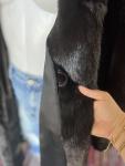 Hudson’s Bay Long Mink Coat