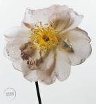 VTG Irving Penn Photo Fritz Nobis Rose Engraving Fine Art 1980 Mat 12x14