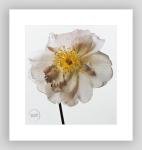 VTG Irving Penn Photo Fritz Nobis Rose Engraving Fine Art 1980 Mat 12x14