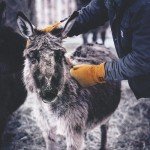 Watson Gloves Leather Winter Lined Ranch Mitts - Crazy Horse Heritage, Comfortable, Deerskin, Warm Sherpa Lining