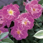 BRECK'S - William Baffin Dormant Bare Root Climbing Rose, Includes one Plant per Order