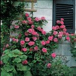 BRECK'S - William Baffin Dormant Bare Root Climbing Rose, Includes one Plant per Order