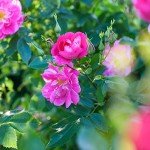 BRECK'S - William Baffin Dormant Bare Root Climbing Rose, Includes one Plant per Order