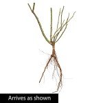 BRECK'S - William Baffin Dormant Bare Root Climbing Rose, Includes one Plant per Order