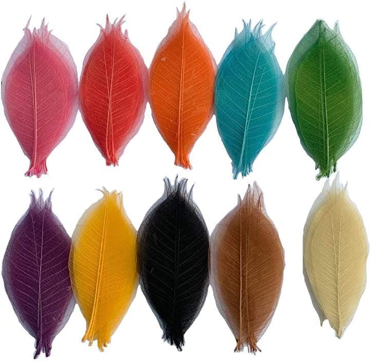100 Pcs Natural Skeleton Leaves for DIY Scrapbooking
