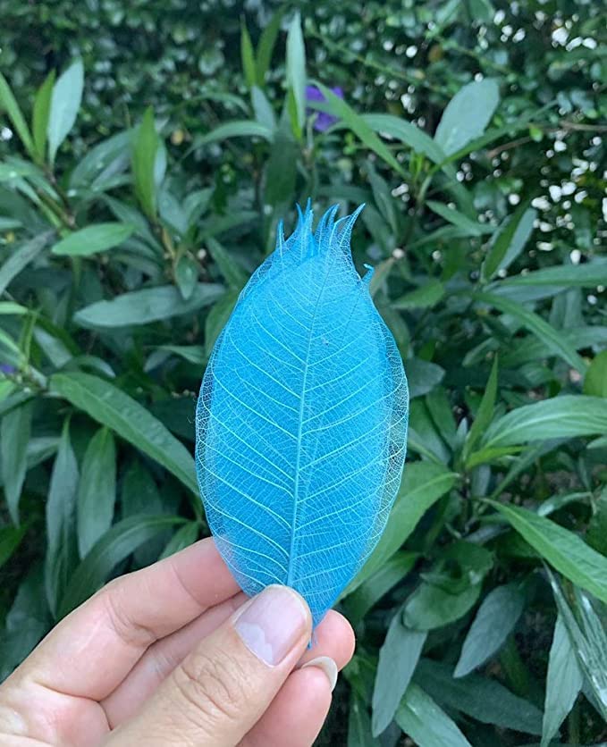 100 Pcs Natural Skeleton Leaves for DIY Scrapbooking