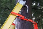 Levelok Ladder Safety Strap - 375 lb Rated