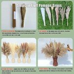 100Pcs Dried Pampas Grass for Boho Decor
