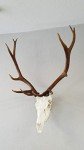 Top Rack Elk Mount European Skull Hanger (Raging Bull)