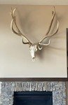 Top Rack Elk Mount European Skull Hanger (Raging Bull)