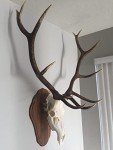 Top Rack Elk Mount European Skull Hanger (Raging Bull)