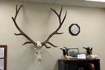 Top Rack Elk Mount European Skull Hanger (Raging Bull)