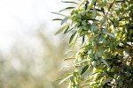 Cobram Estate Extra Virgin Olive Oil - 750ml